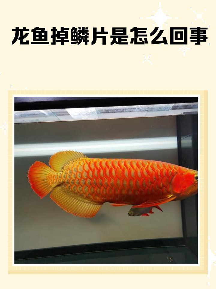 龍魚鱗片松動(dòng)需要拔掉嗎，寵物成長(zhǎng)日記，龍魚為什么要拔掉鱗片