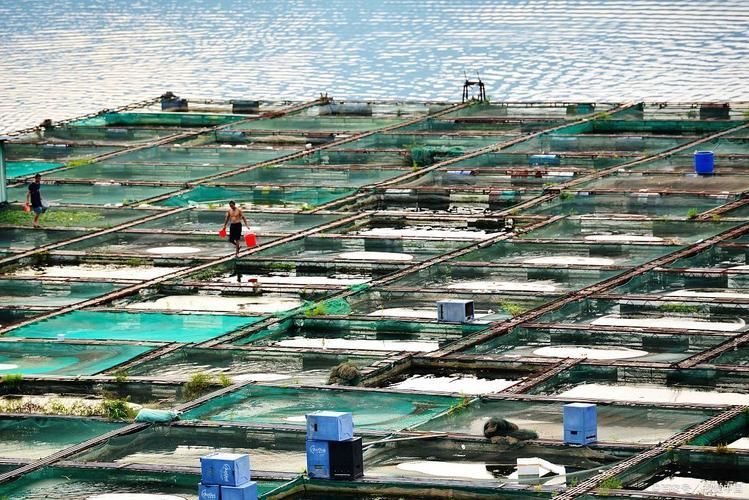塔大龍魚漁場的規模有多大？，“塔大龍魚漁場”的養殖技術和設備、專業養殖技術和養殖基地