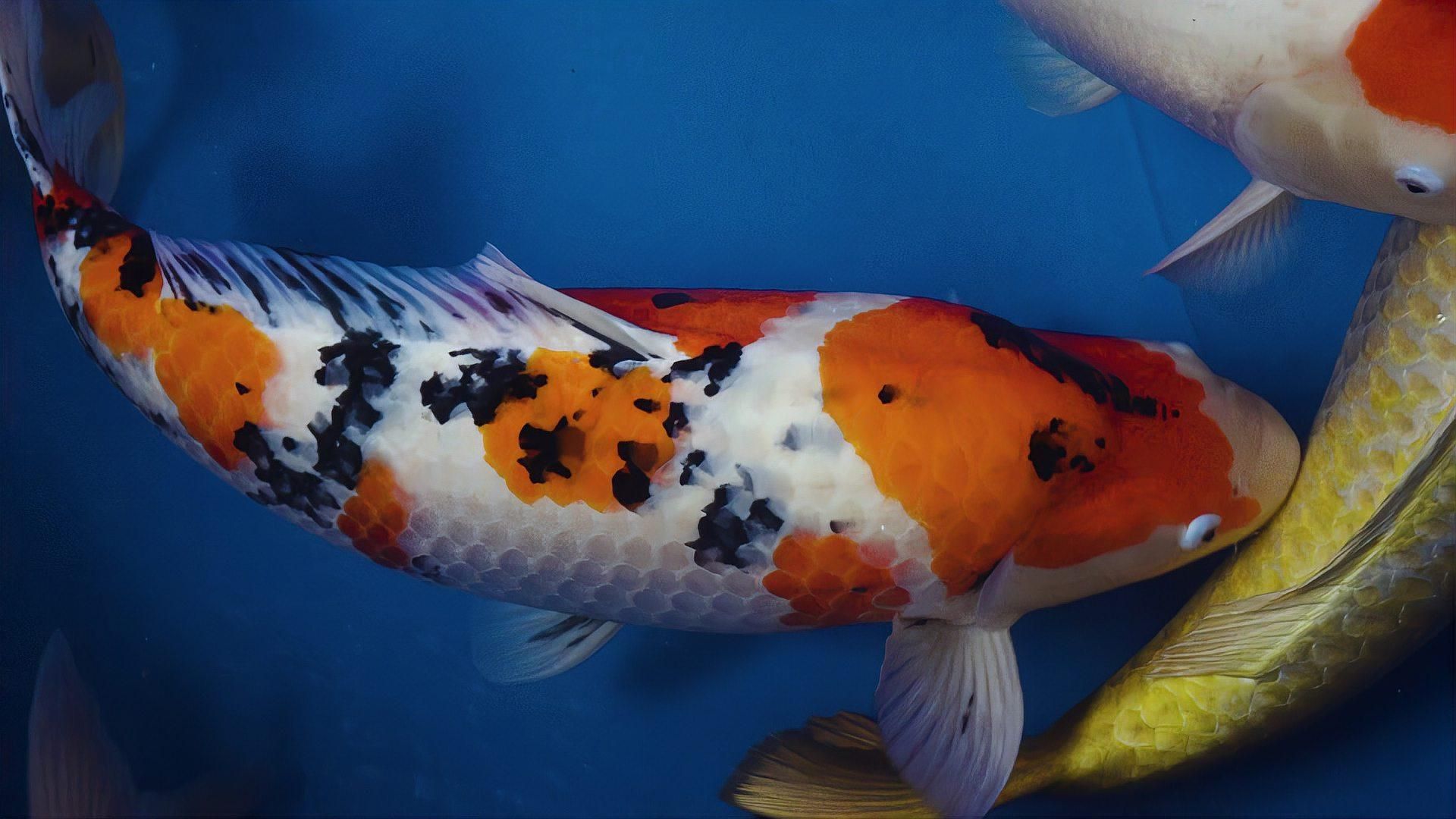 魚受傷了能自愈嗎，魚受傷后是否自愈取決于多種因素包括多種因素