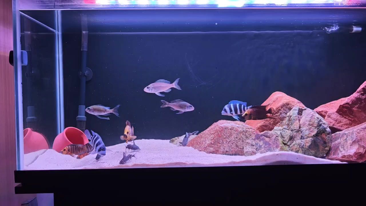 一缸小雜魚，一缸小雜魚，探討在家庭魚缸中飼養(yǎng)小雜魚的經(jīng)驗(yàn)和技巧