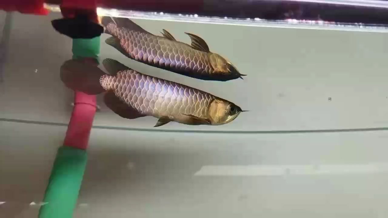 記錄一下。魚缸寬度有限，還是養(yǎng)金龍吧，小金頭已經(jīng)嘗試過了，這回養(yǎng)個古典，看看養(yǎng)功怎么樣。，魚缸養(yǎng)金龍與古典魚養(yǎng)殖經(jīng)驗分享
