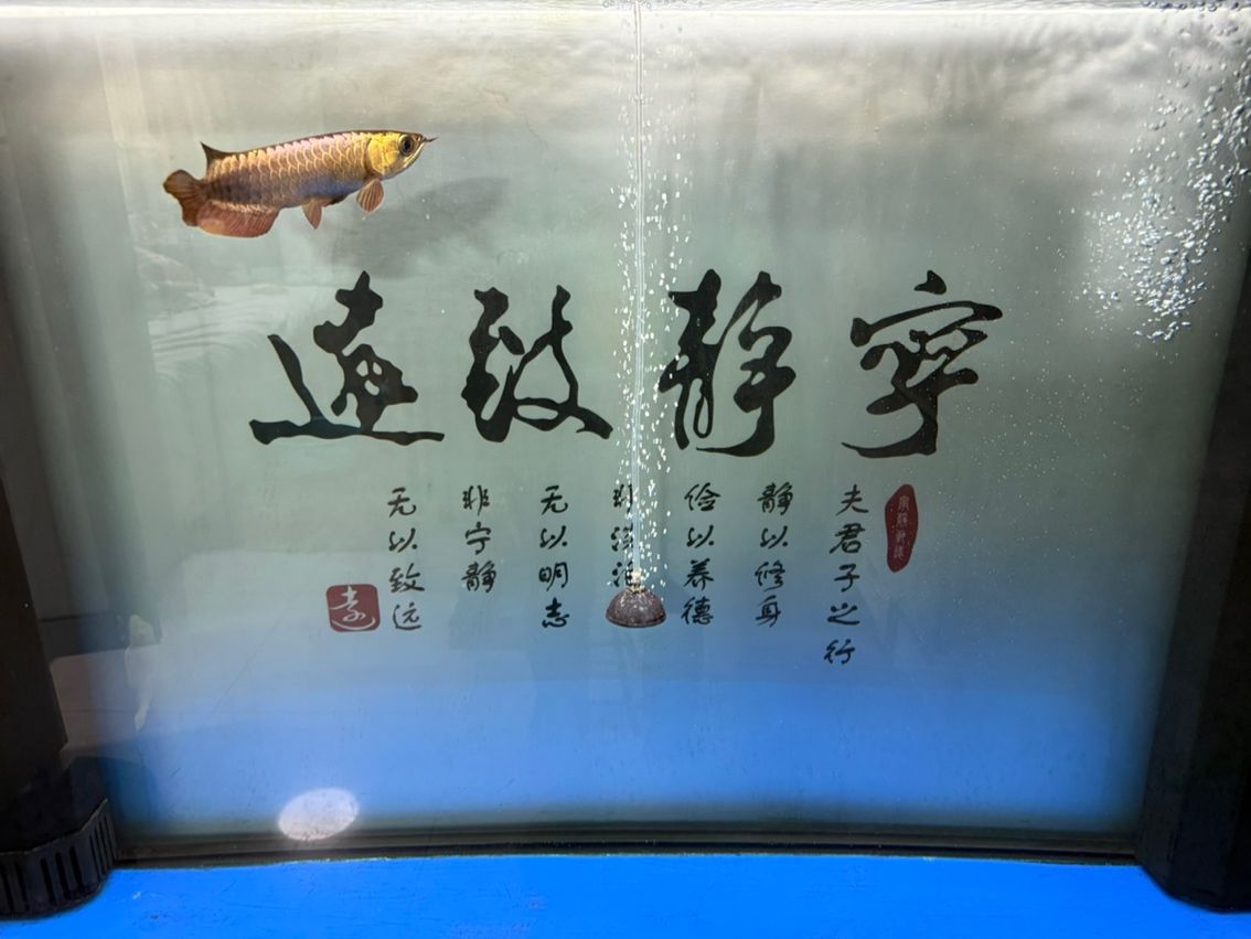 新魚入缸，新魚入缸本探討了新魚加入魚缸生態(tài)系統(tǒng)時所面臨的挑戰(zhàn)與應(yīng)對策略