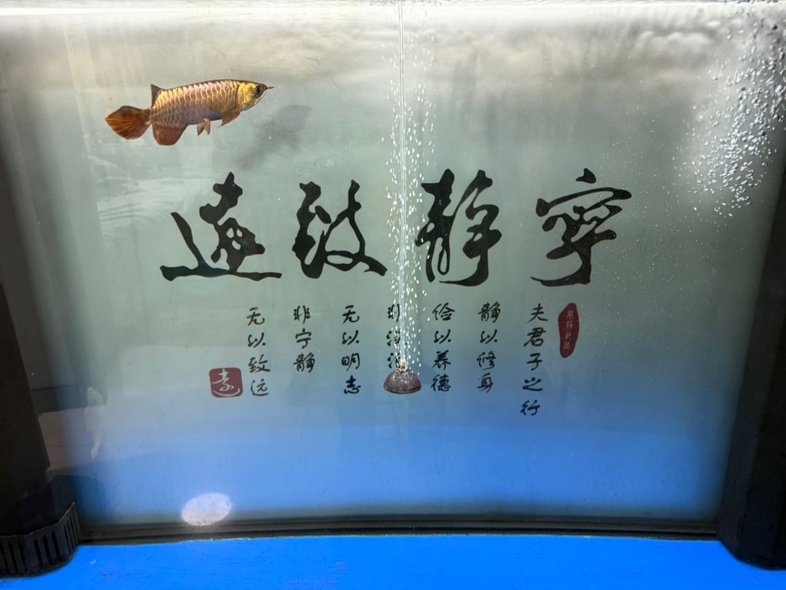 新魚入缸，新魚入缸本探討了新魚加入魚缸生態(tài)系統(tǒng)時所面臨的挑戰(zhàn)與應(yīng)對策略