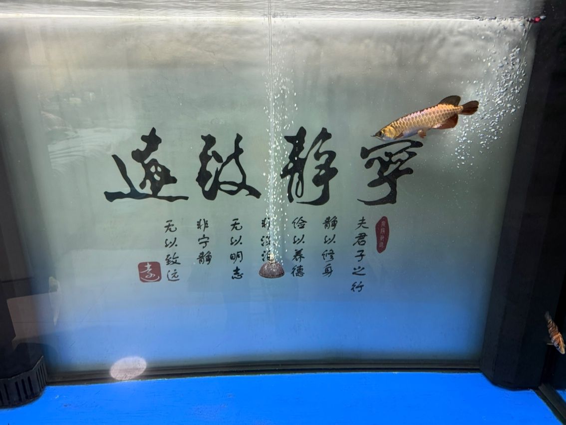 新魚入缸，新魚入缸本探討了新魚加入魚缸生態(tài)系統(tǒng)時所面臨的挑戰(zhàn)與應(yīng)對策略