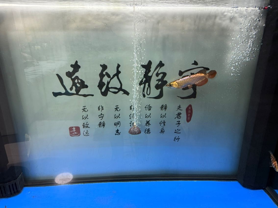 新魚入缸，新魚入缸本探討了新魚加入魚缸生態系統時所面臨的挑戰與應對策略