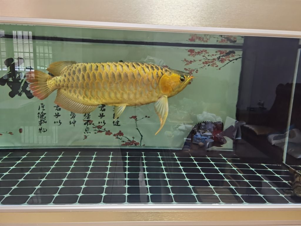 ，全球變暖對(duì)人類的影響 ，全球變暖對(duì)人類的影響 龍魚(yú)論壇