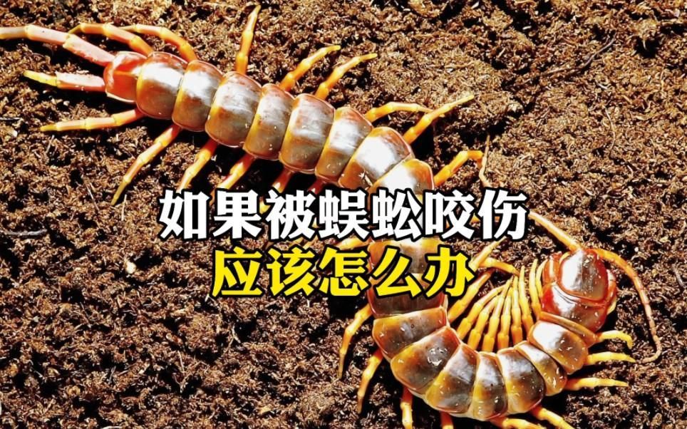 被紅龍蜈蚣咬后如何急救，紅龍蜈蚣咬傷后應立即采取以下急救措施：不要驚慌失措