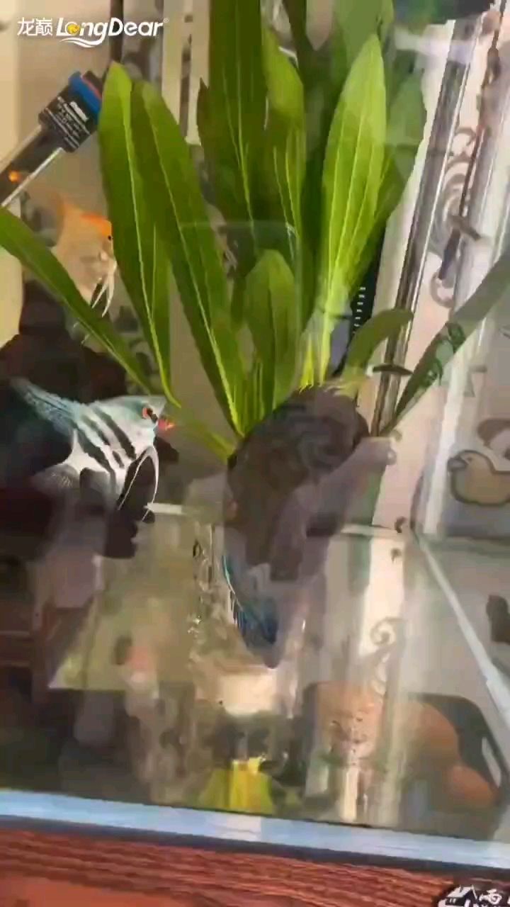 轉發981，“轉發981”不僅是一個社會現象