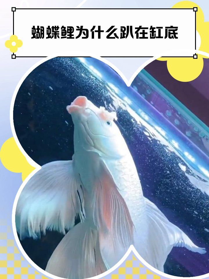 錦鯉一會活躍一會趴缸，錦鯉活躍與趴缸的原因