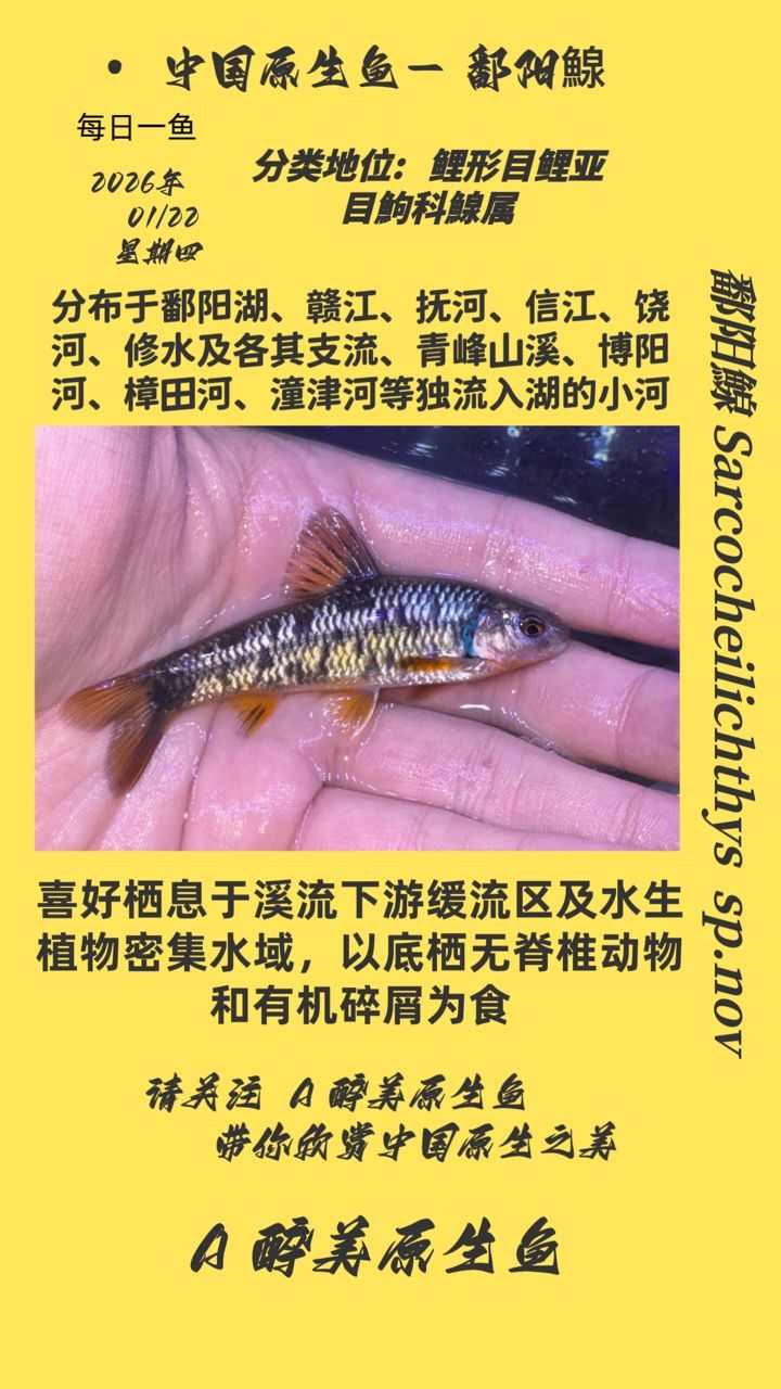鄱陽鰁，鄱陽鰁是一種淡水魚類屬于鯉科鰁屬于中國長江中下游的湖泊和河流中
