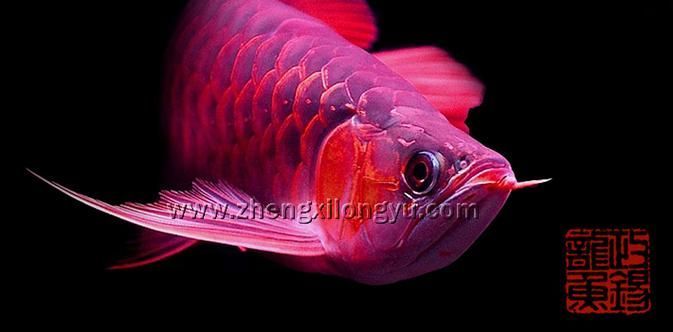 四角龍魚有哪些獨特特征，arxiv論文助手arxiv論文arxiv論文助手arxiv論文