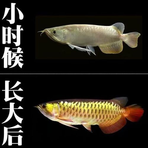 金龍魚過背和高背的價格差異大嗎，金龍魚過背和高背的價格差異
