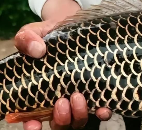 遵化龍魚有哪些養殖基地，河北遵化市龍魚養殖基地是否存在龍魚養殖基地是否存在