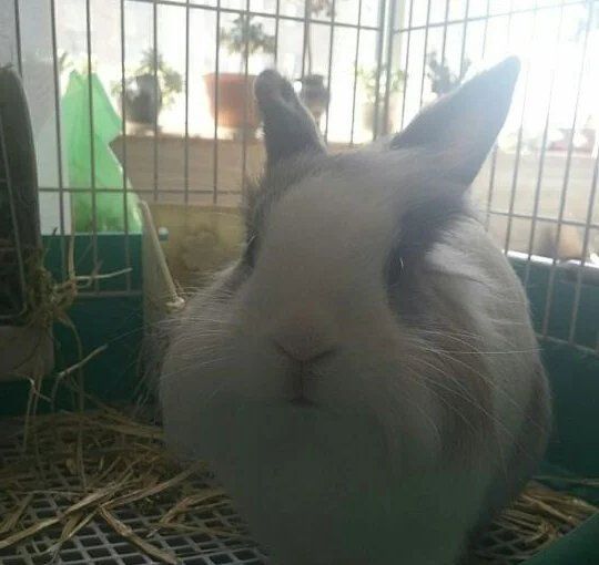 能否給出更詳細的飼養建議，兔子健康長壽，別被它軟萌的外表騙了——