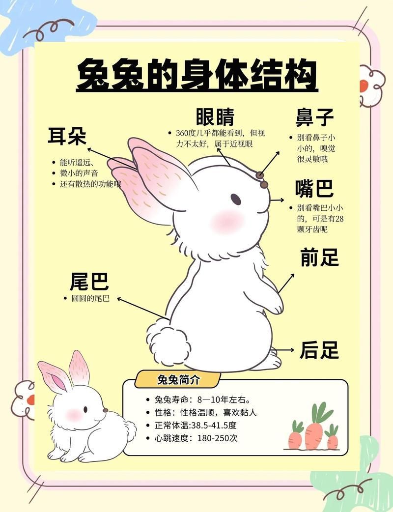 能否給出更詳細的飼養建議，兔子健康長壽，別被它軟萌的外表騙了——