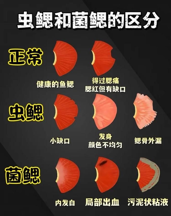 哪種情況下的魚鰓爛了最容易自愈，arxiv論文助手（arxiv論文助手（arxiv論文助手）