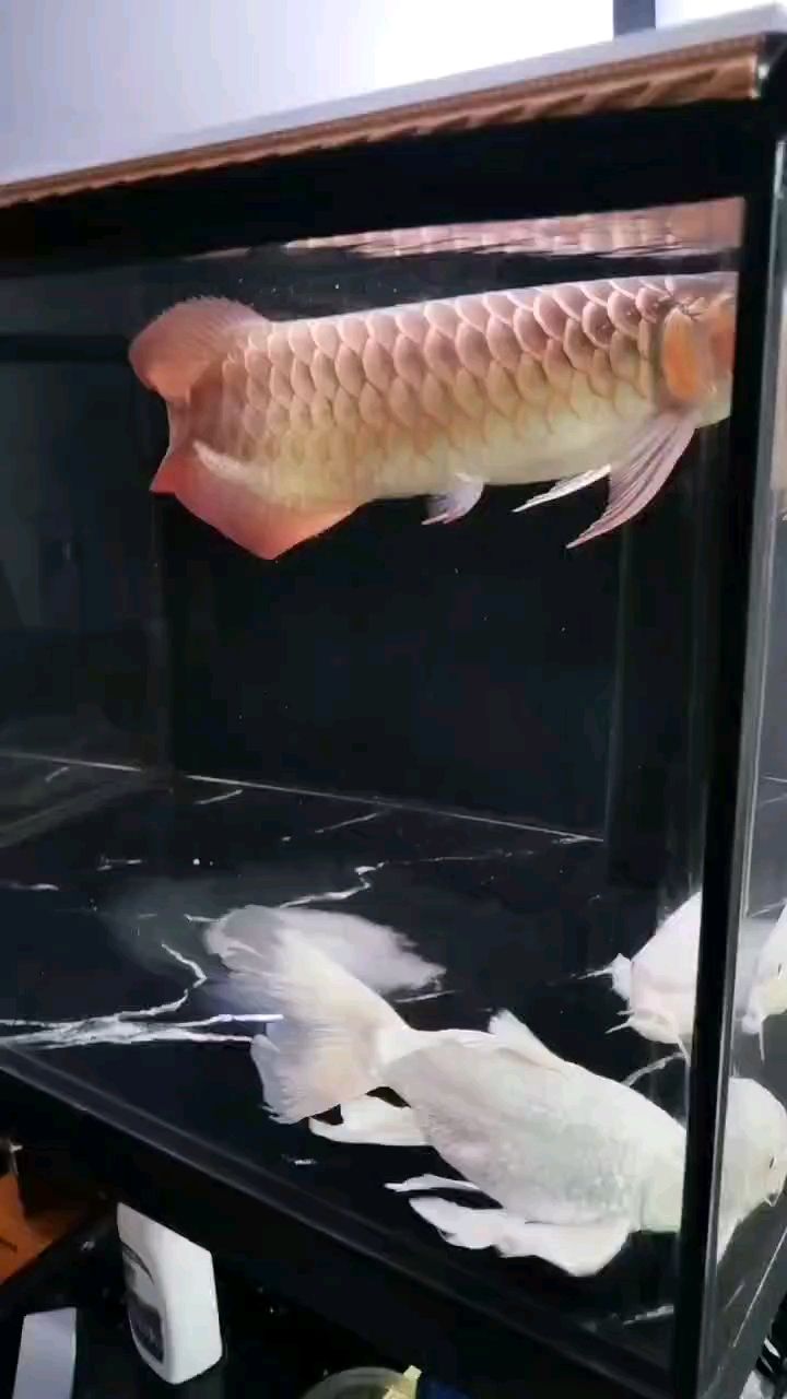 小缸養龍水清魚靚，“小缸養龍水清魚靚”暗示了一種以小型容器養殖龍魚的生態方式
