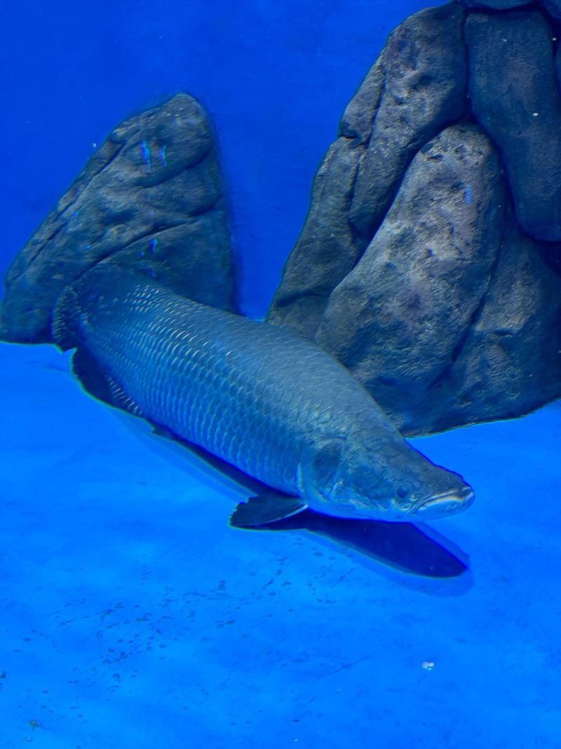 原生龍魚的生活習性，原生龍魚的生活習性信息整理完整信息整理完整回答