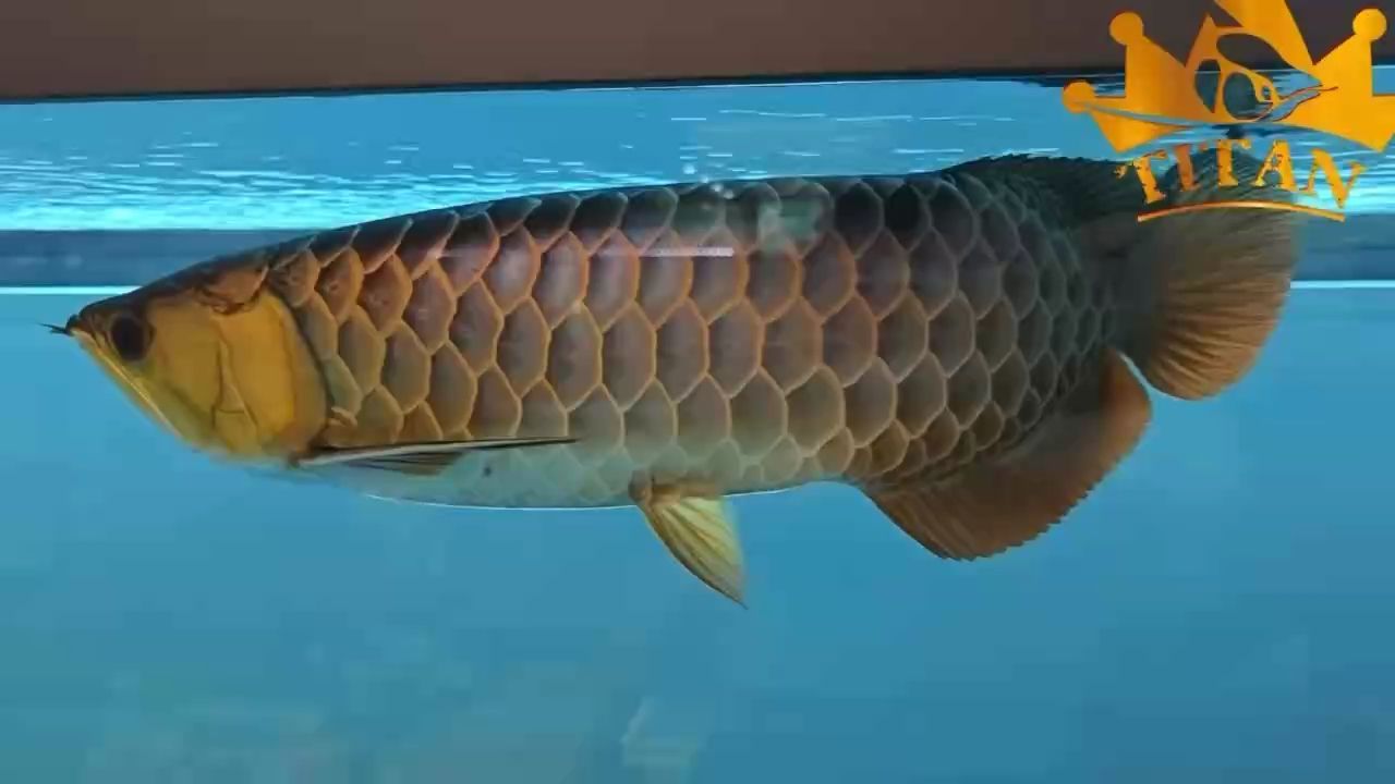 漂亮，“漂亮”這一概念的多維度含義及其在現代社會中的重要性