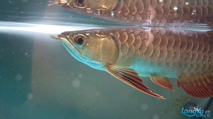 如何判斷龍魚魚鱗潰爛是否嚴重