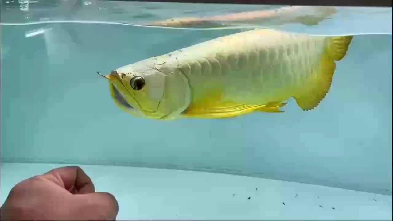 AG琥珀金：冠軍比賽魚，ag琥珀金冠軍比賽魚