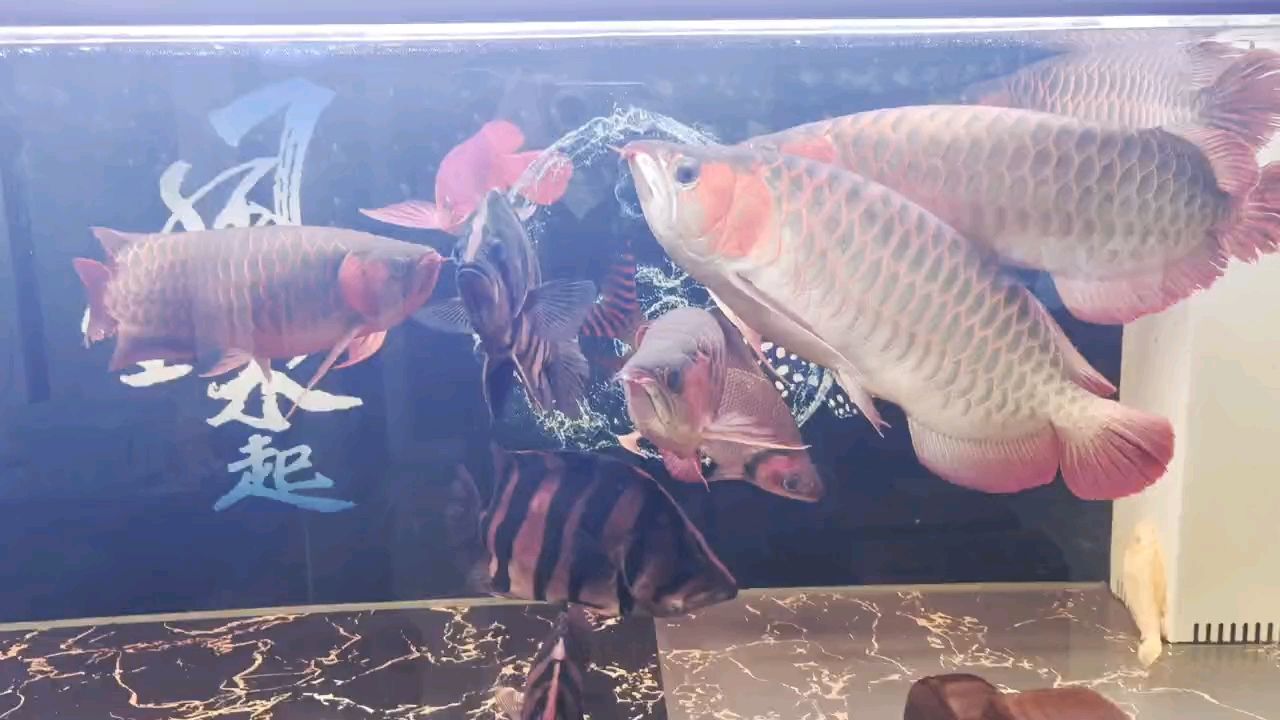 五龍三虎一飛鳳，“五龍三虎一飛鳳”暗示了中國歷史上的五位杰出人物