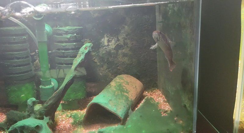 雷龍魚飼養需要哪些注意事項，雷龍魚的飼養方法