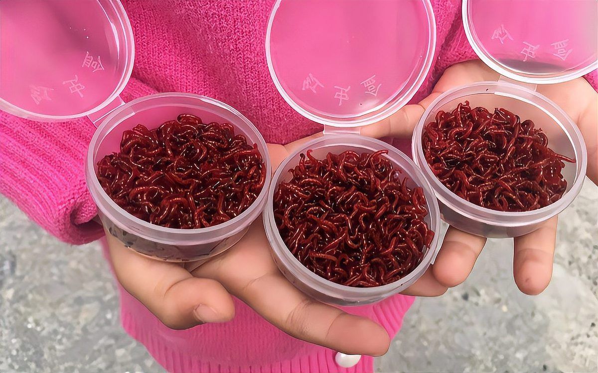 如何確保六角龍魚食物的新鮮度，六角龍魚（墨西哥鈍口螈）食物新鮮度,arxiv論文助手