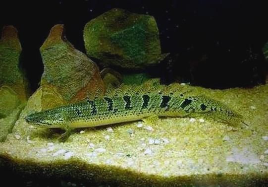 斑節恐龍魚和虎紋恐龍王哪個更有觀賞價值？，斑節恐龍魚和虎紋恐龍王哪個更耐低氧？