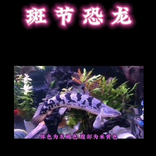 斑節恐龍魚和虎紋恐龍王哪個更有觀賞價值？，斑節恐龍魚和虎紋恐龍王哪個更耐低氧？