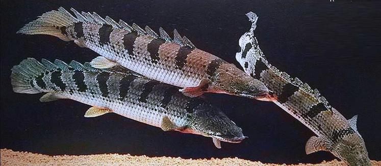 斑節恐龍魚和虎紋恐龍王哪個更有觀賞價值？，斑節恐龍魚和虎紋恐龍王哪個更耐低氧？