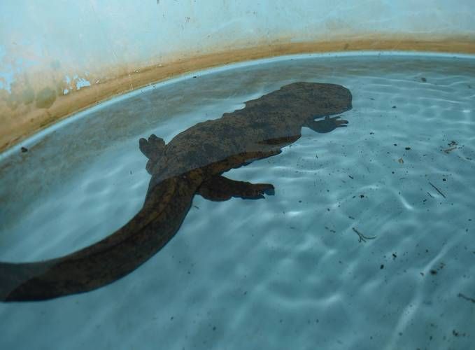 如何保護這些罕見魚類，arxiv論文助手arxiv論文助手（1000字和配圖）