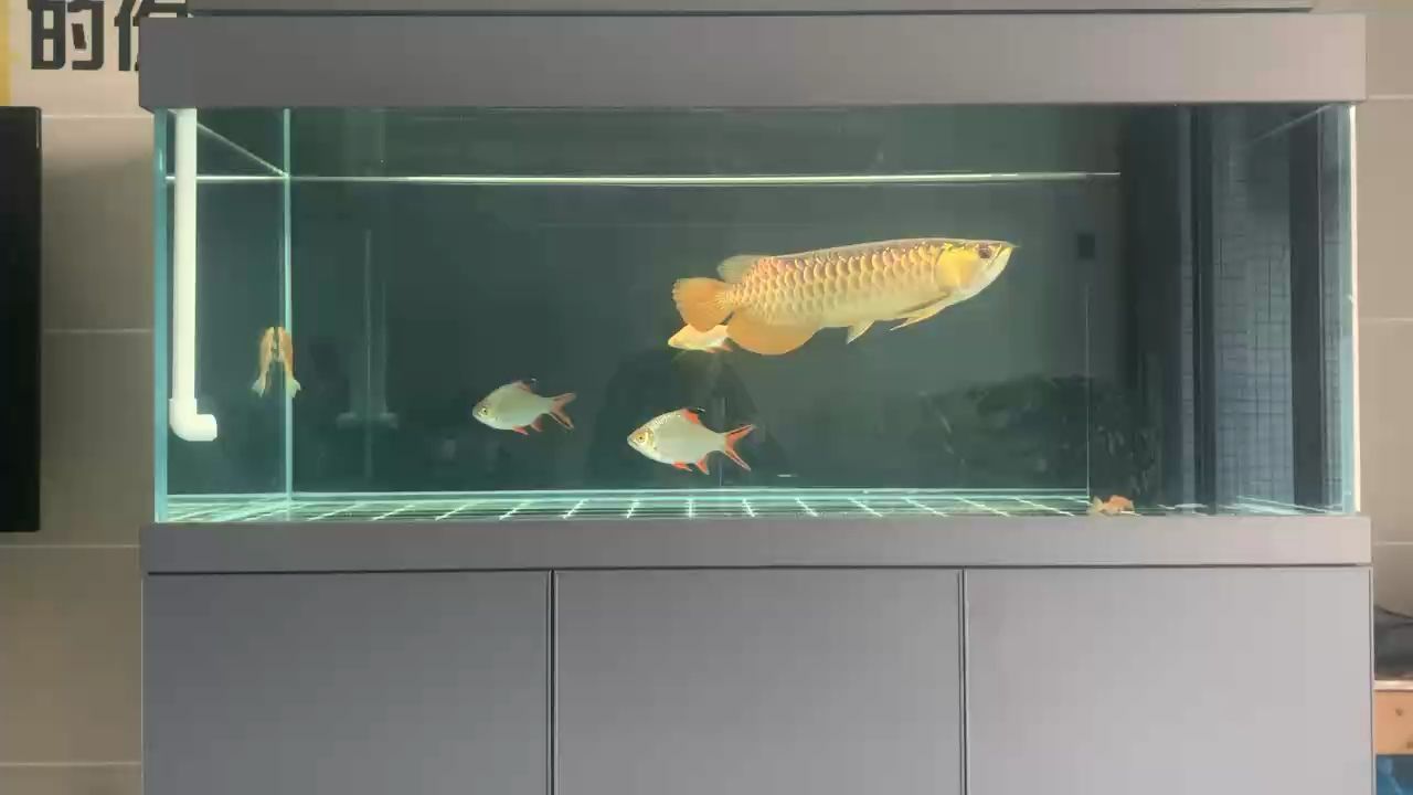 金龍，_小金龍評論：漂亮,小伙不帥_人見人愛