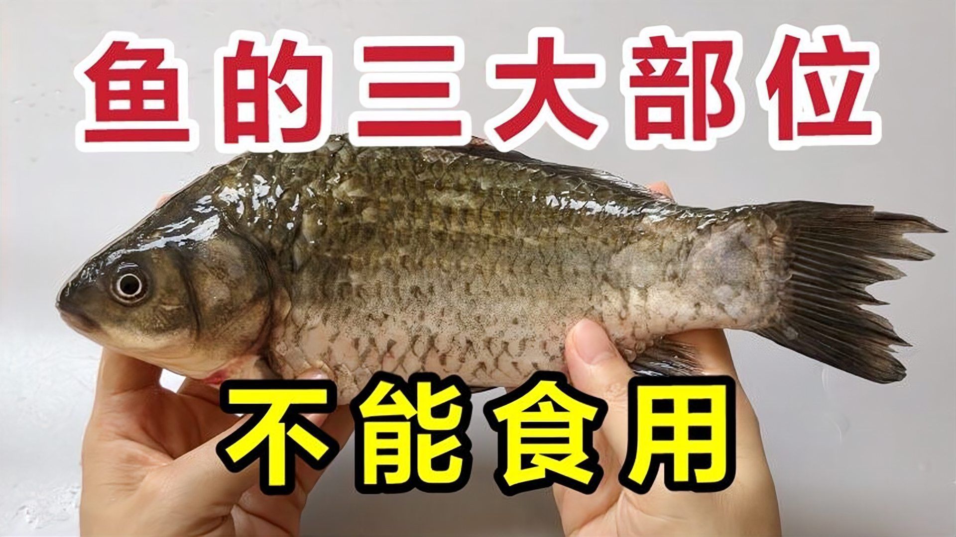 詳細(xì)閱讀:紅龍魚(yú)的內(nèi)臟和魚(yú)頭可以食用嗎,紅龍魚(yú)的內(nèi)臟和魚(yú)頭 紅龍魚(yú)的內(nèi)臟和魚(yú)頭可以食用嗎,紅龍魚(yú)的內(nèi)臟和魚(yú)頭