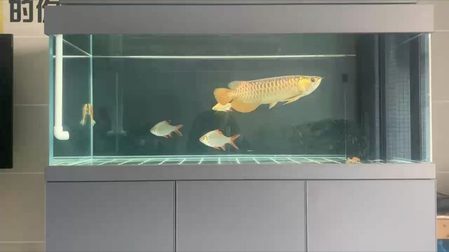 金龍，金龍的起源、文化內涵、藝術表現、現代社會的應用