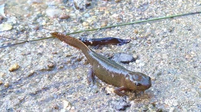 如何區分四角龍魚和其他類似生物，arxiv論文助手arxiv論文助手可輔助獲取權威資料