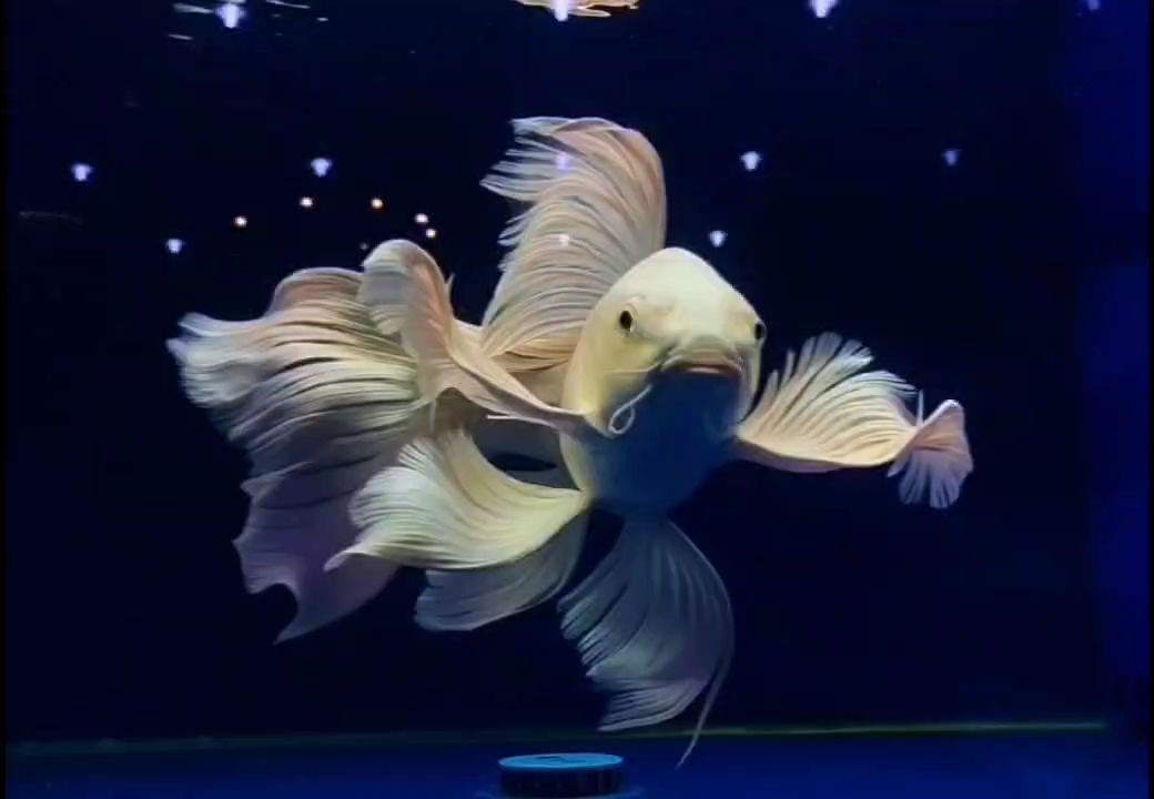 水中仙子，水中仙子的繁殖方式