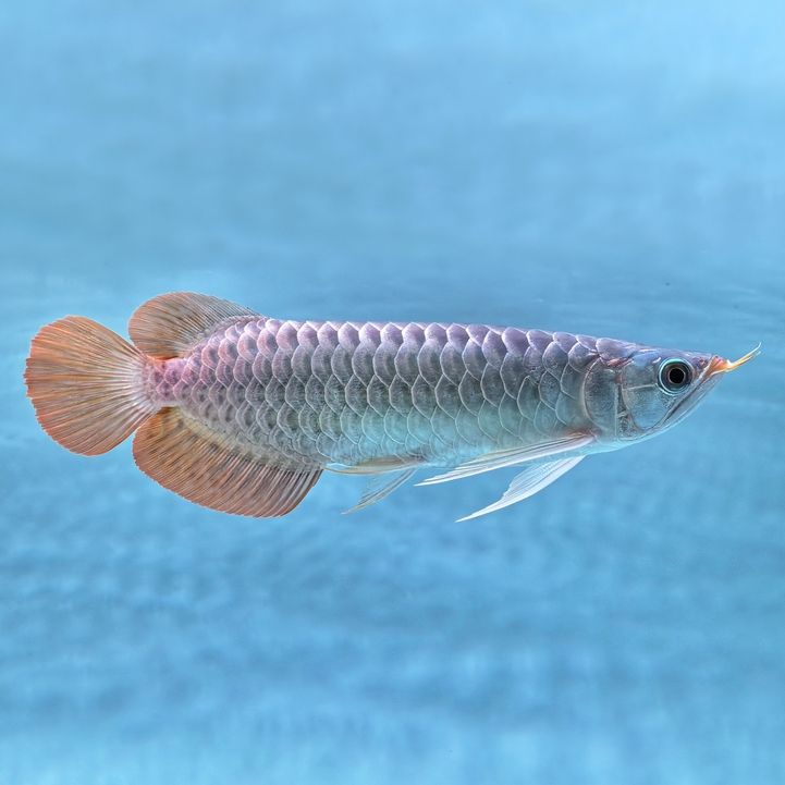 狀態不錯，歡迎魚友們給個客觀的評價[ciya]，狀態不錯，歡迎魚友們給個客觀的評價