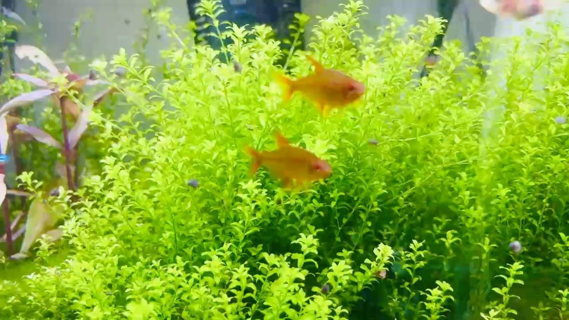 小紅魚，北京老寧評論：小紅魚不僅是美麗的裝飾品，更是需要細心照料