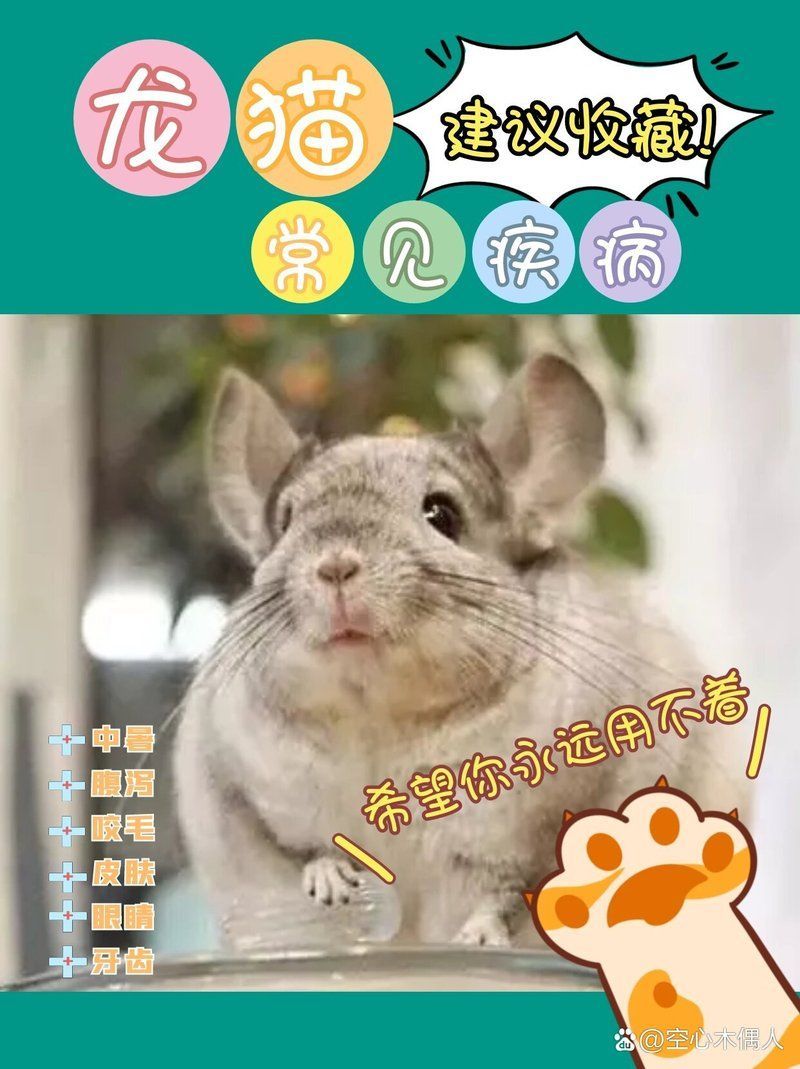 能否提供更多養(yǎng)龍貓的忠告，養(yǎng)龍貓的忠告：龍貓的忠告：龍貓的忠告：環(huán)境準備