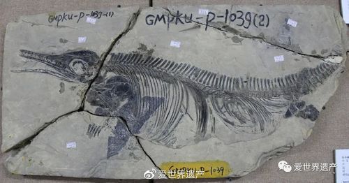 盤縣龍魚有哪些品種？，“盤縣龍魚”并非現代觀賞魚品種并非現代觀賞魚品種