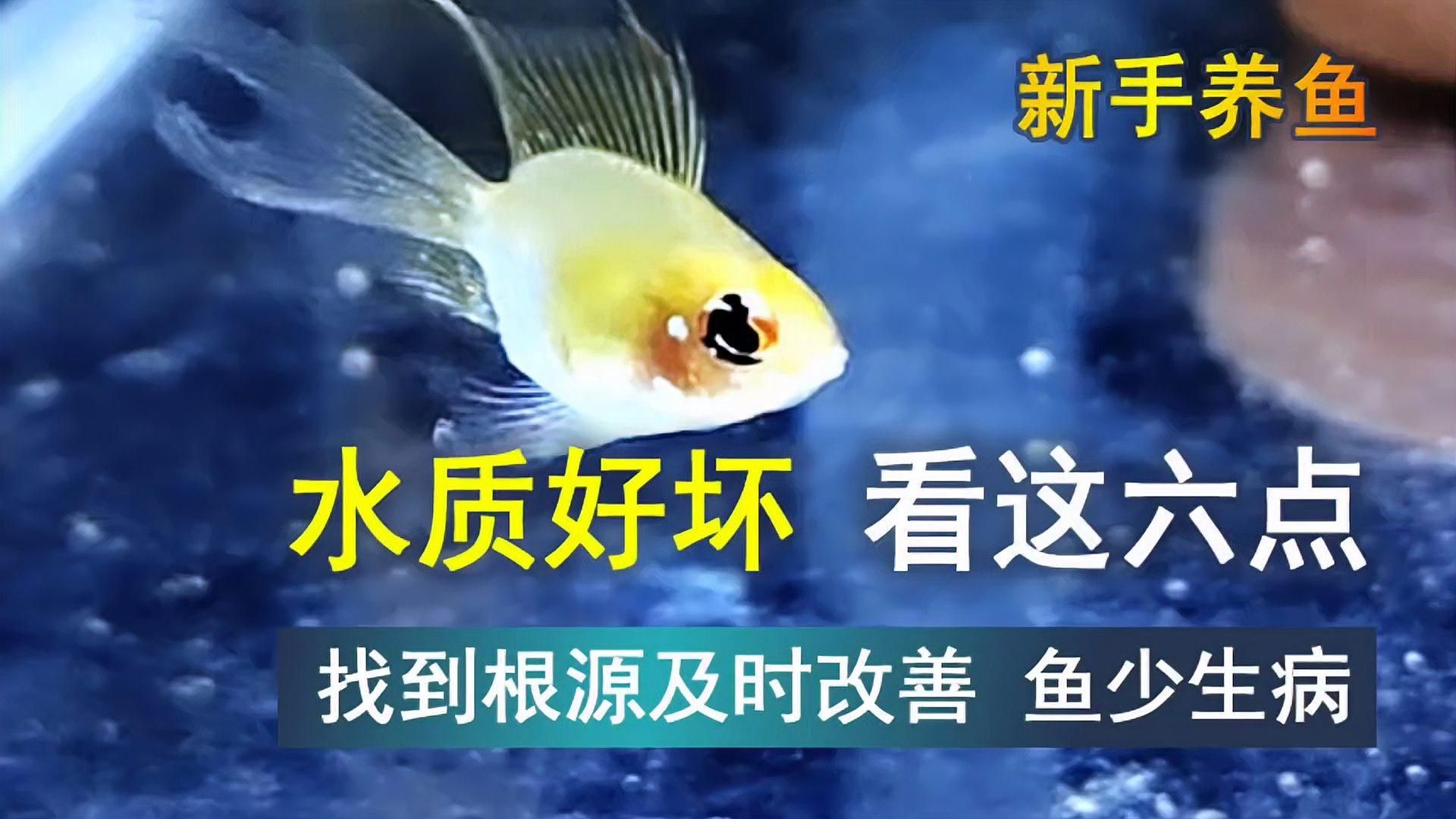 如何判斷魚撞缸是否由水質(zhì)問題引起，觀賞魚撞缸是否由水質(zhì)問題引起，如何判斷魚撞缸是否由水質(zhì)問題引起