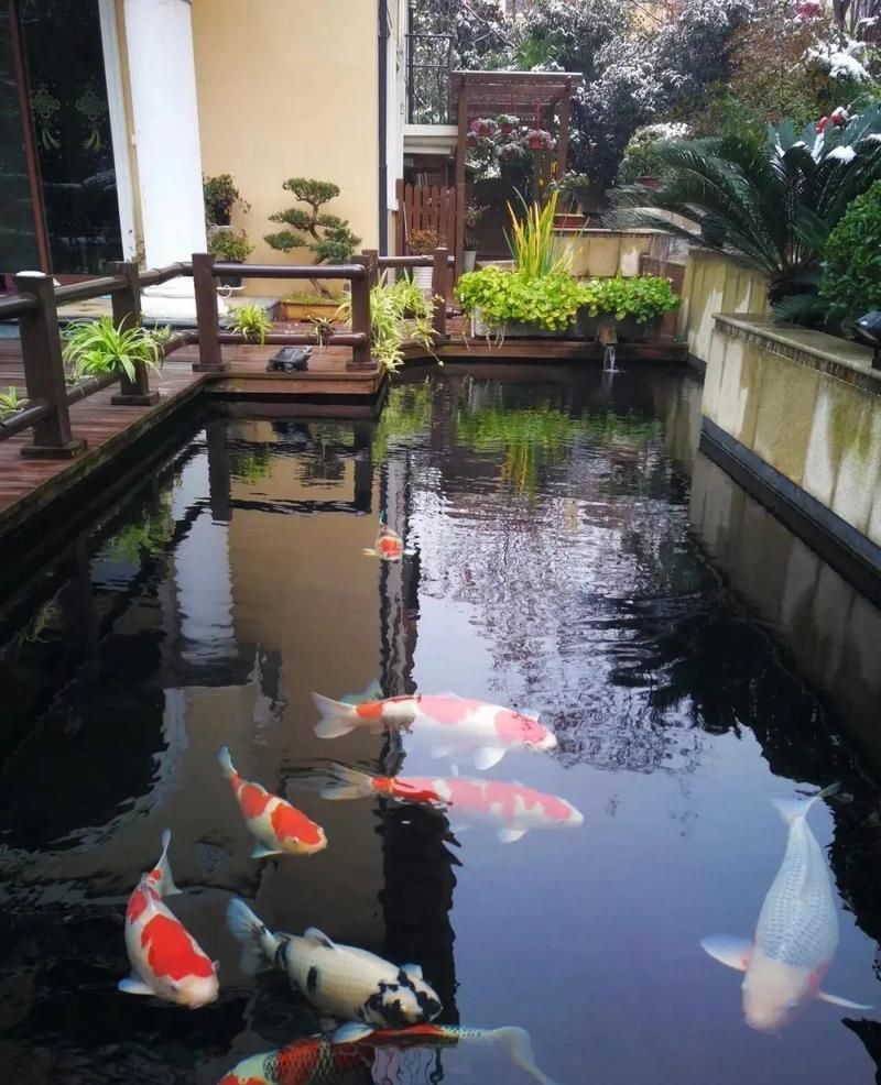 錦鯉魚適合哪些季節飼養，關于錦鯉魚飼養水溫及季節的關鍵信息：錦鯉魚飼養水溫及季節管養