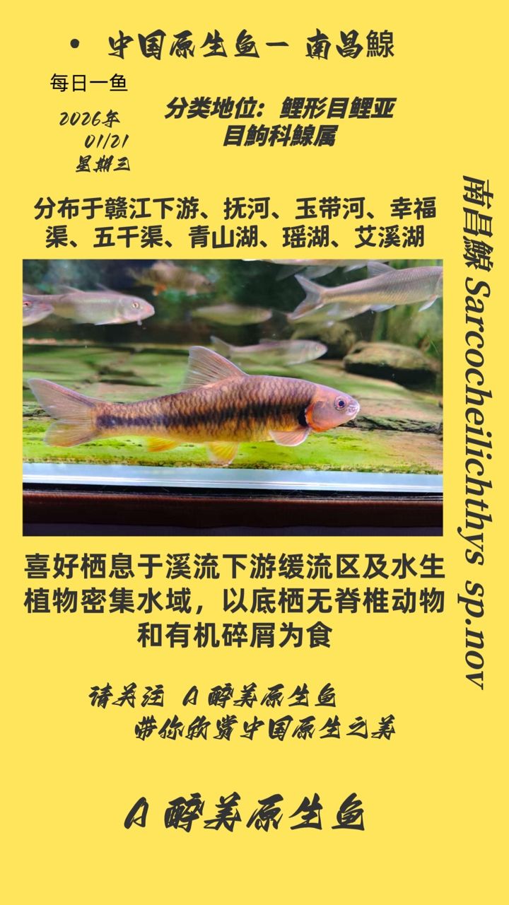 <strong><mark>南昌</mark></strong>鰁，<strong><mark>南昌</mark></strong>市淡水魚類肉質鮮美營養豐富而廣受人們喜愛