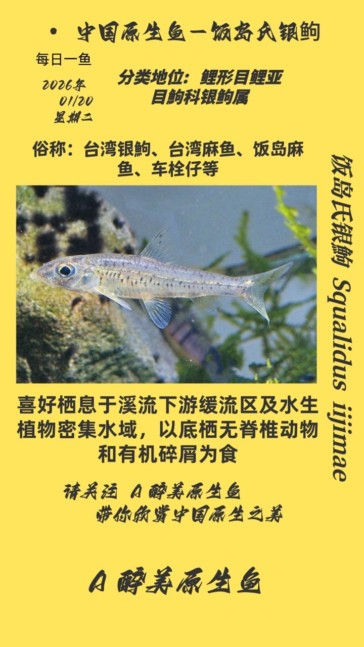 飯島銀鮈，有聲書:飯島銀[需手動填充]