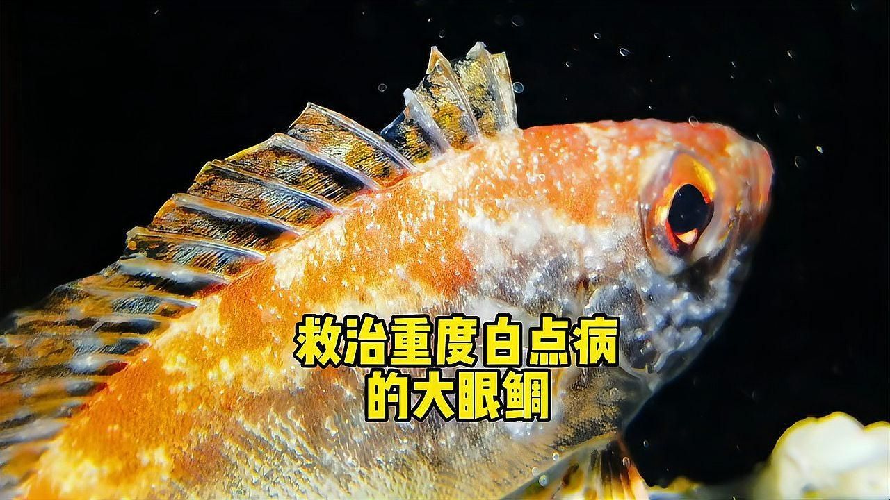 哪些藥物是海水魚專用，關(guān)于海水魚專用藥物的搜索