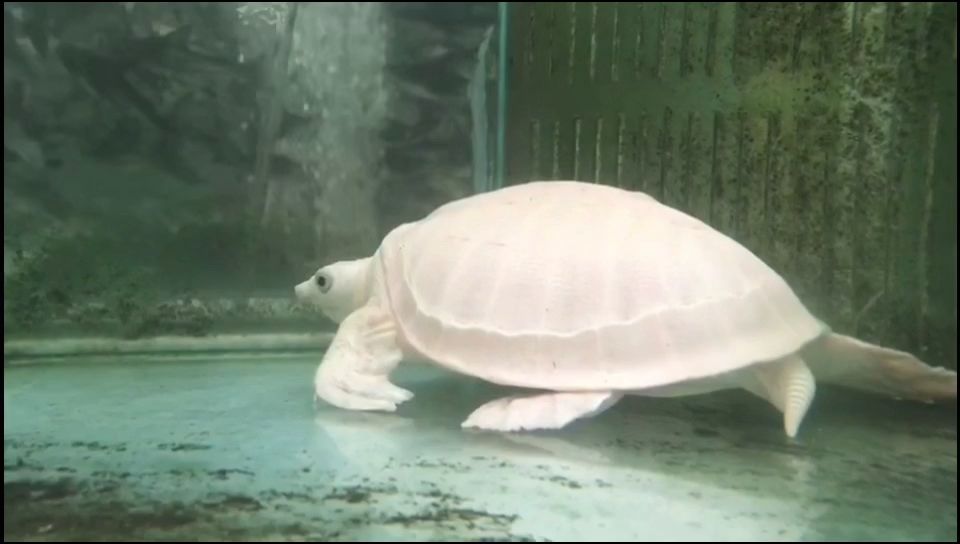 變異，變異在生物進化中的作用與影響
