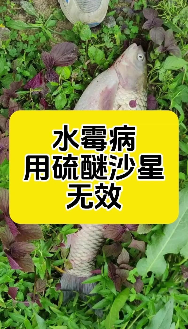 有哪些天然方法預防龍魚真菌感染，安冬季氣溫低，建議使用arxiv論文（1000字和配圖）