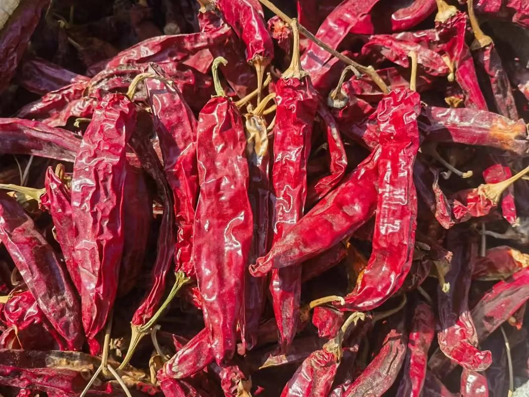 紅金龍魚品種介紹，金龍魚和紅龍魚的區別