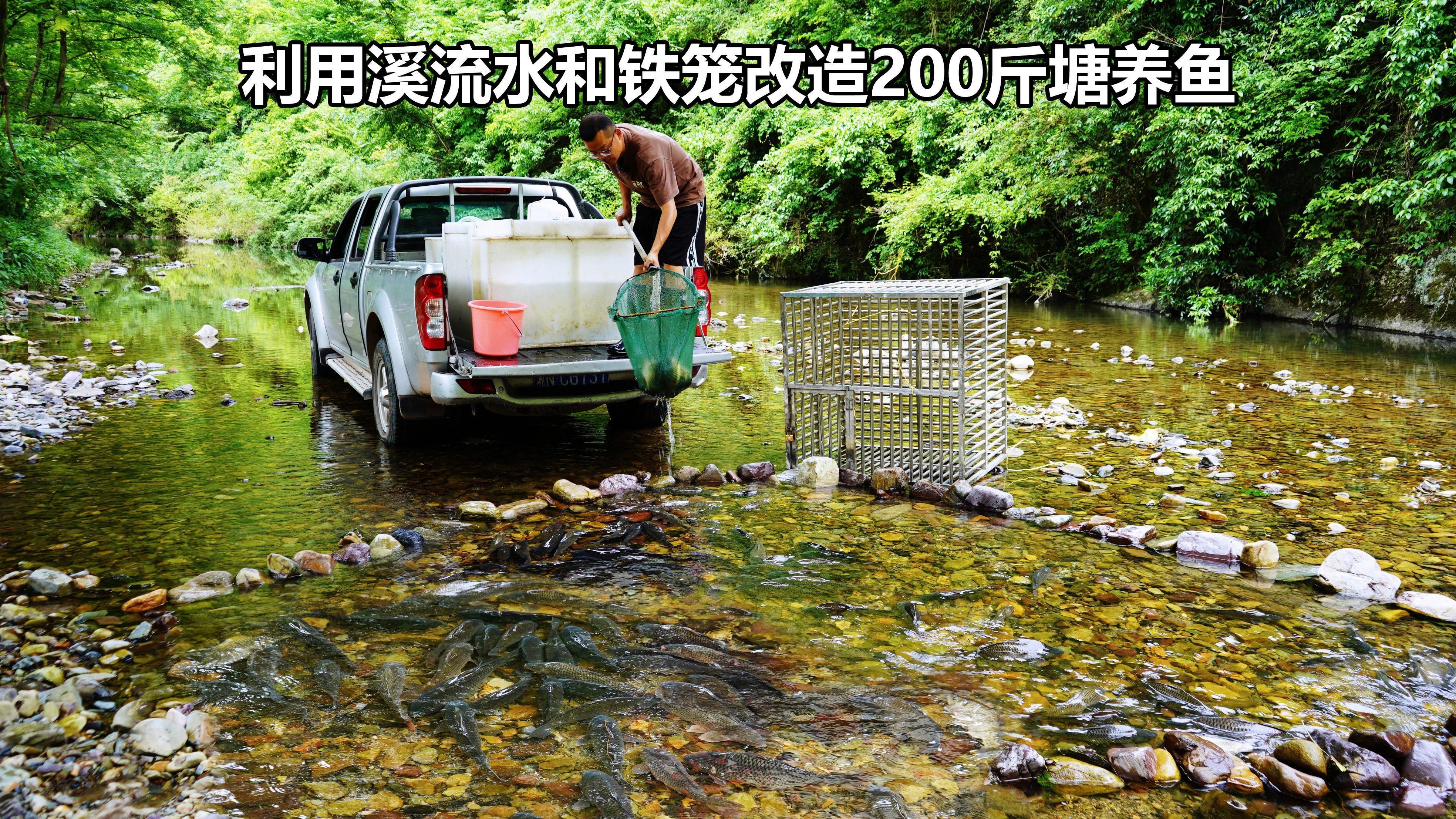 哪些因素會影響魚的品質，優質魚類選購指南，幫你挑出高品質的魚 哪些因素會影響魚的品質，優質魚類選購指南，幫你挑出高品質的魚 龍魚百科